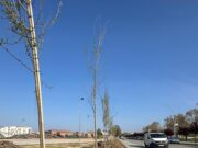 Amposta comença la substitució dels xops del passeig del Canal amb 66 nous oms